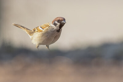 BUITEN BEELD Foto: 452269