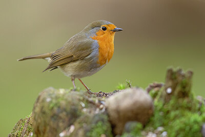 BUITEN BEELD Foto: 452271