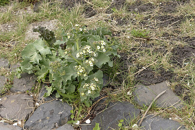 BUITEN BEELD Foto: 452272