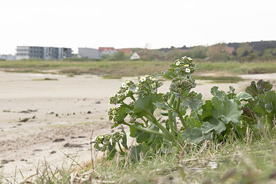BUITEN BEELD Foto: 452274