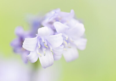 BUITEN BEELD Foto: 452278