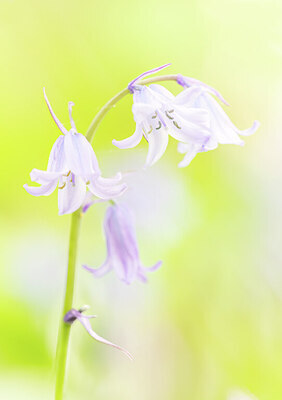 BUITEN BEELD Foto: 452282
