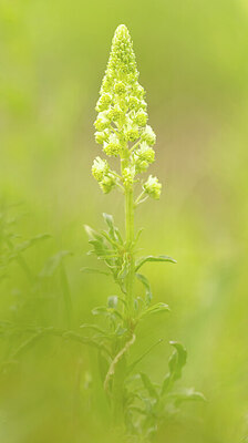 BUITEN BEELD Foto: 452283