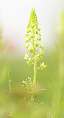 BUITEN BEELD Foto: 452284
