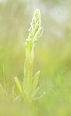BUITEN BEELD Foto: 452289