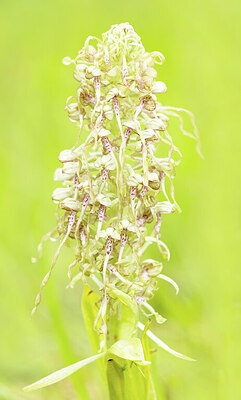 BUITEN BEELD Foto: 452292