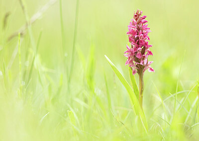 BUITEN BEELD Foto: 452295