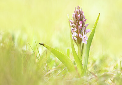 BUITEN BEELD Foto: 452297