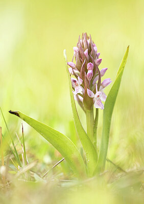 BUITEN BEELD Foto: 452298