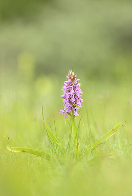 BUITEN BEELD Foto: 452302