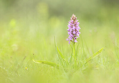 BUITEN BEELD Foto: 452303