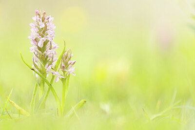 BUITEN BEELD Foto: 452307