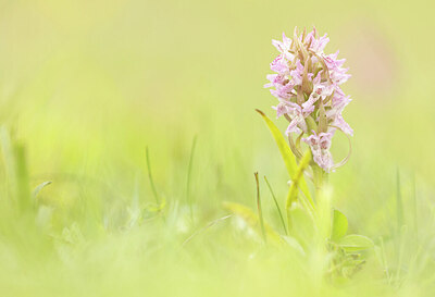BUITEN BEELD Foto: 452308