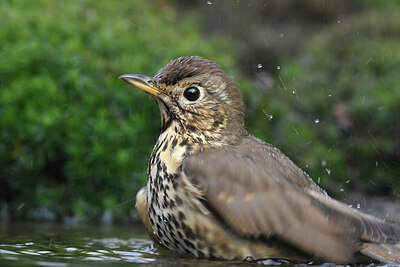 BUITEN BEELD Foto: 452309