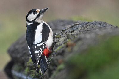 BUITEN BEELD Foto: 452311