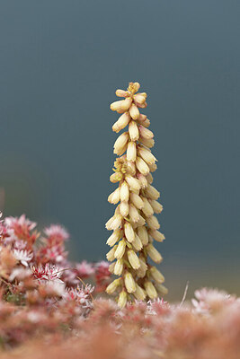 BUITEN BEELD Foto: 452314