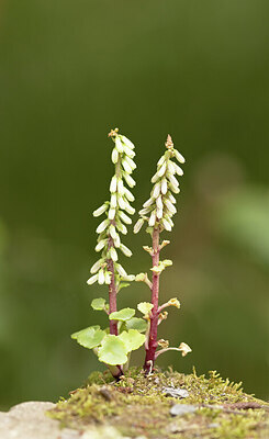 BUITEN BEELD Foto: 452317