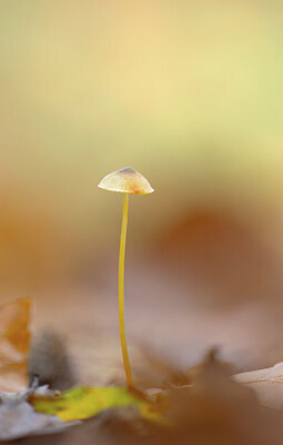 BUITEN BEELD Foto: 452320