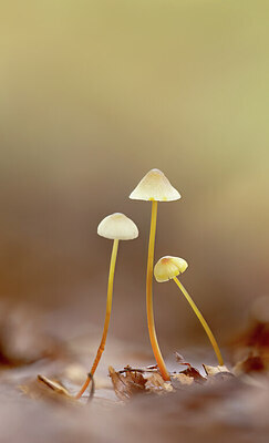 BUITEN BEELD Foto: 452321