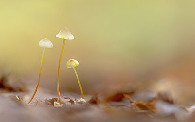 BUITEN BEELD Foto: 452322