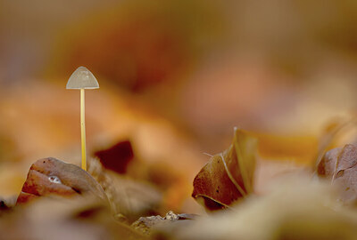 BUITEN BEELD Foto: 452323