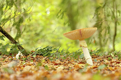 BUITEN BEELD Foto: 452324