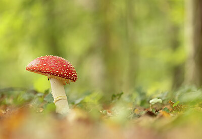 BUITEN BEELD Foto: 452327