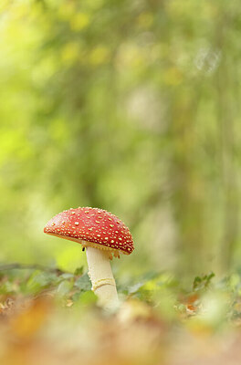 BUITEN BEELD Foto: 452328
