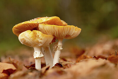 BUITEN BEELD Foto: 452329