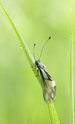 BUITEN BEELD Foto: 452331