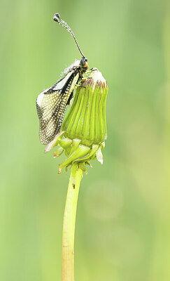 BUITEN BEELD Foto: 452333