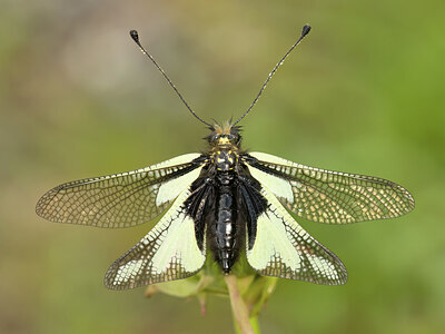 BUITEN BEELD Foto: 452334