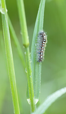 BUITEN BEELD Foto: 452335