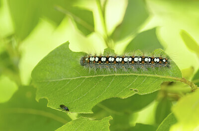 BUITEN BEELD Foto: 452336