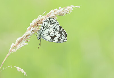BUITEN BEELD Foto: 452338