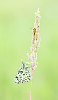 BUITEN BEELD Foto: 452339