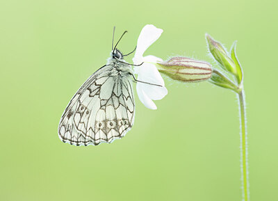 BUITEN BEELD Foto: 452340