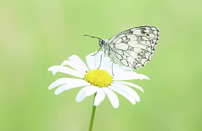 BUITEN BEELD Foto: 452341