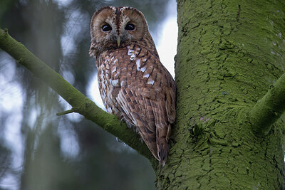 BUITEN BEELD Foto: 452343