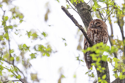 BUITEN BEELD Foto: 452346