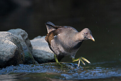 BUITEN BEELD Foto: 452355