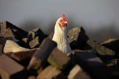 BUITEN BEELD Foto: 452356