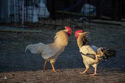 BUITEN BEELD Foto: 452357