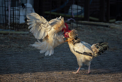 BUITEN BEELD Foto: 452358