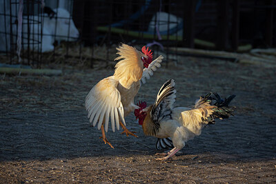 BUITEN BEELD Foto: 452360