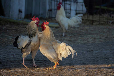 BUITEN BEELD Foto: 452362