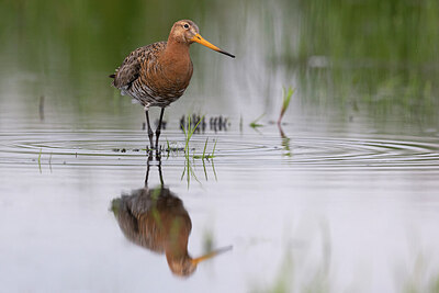 BUITEN BEELD Foto: 452373