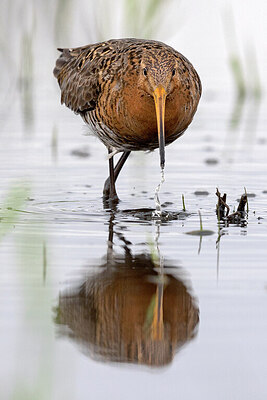 BUITEN BEELD Foto: 452375