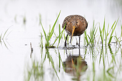 BUITEN BEELD Foto: 452376