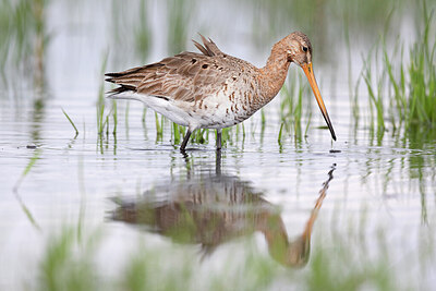 BUITEN BEELD Foto: 452377
